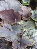 Begonia 'Vesuvius'