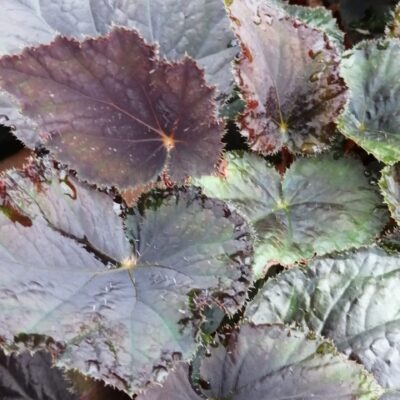 Begonia 'Vesuvius'