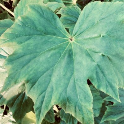 Begonia Virginia Jens