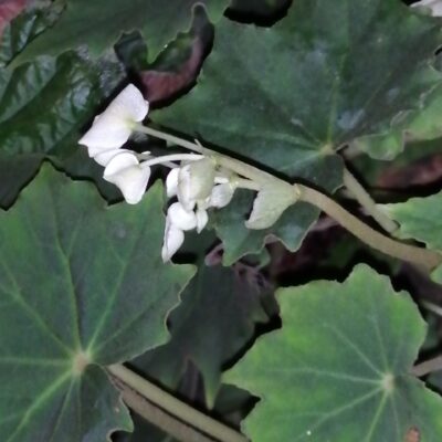 Begonia sp.