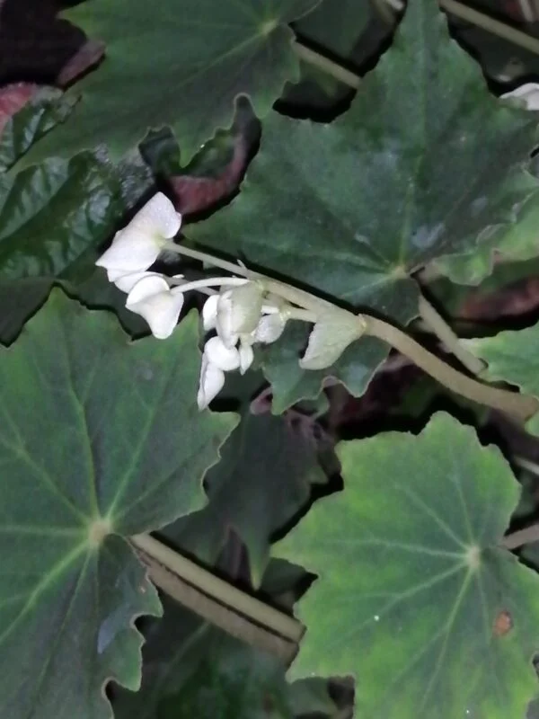 Begonia sp., pianta da interno