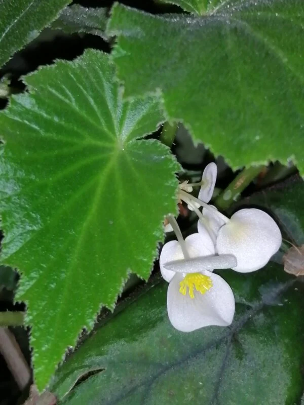Begonia vitifolia, foto 5