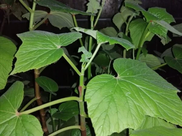 Begonia vitifolia, pianta da interno