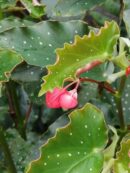 Begonia 'Vivian Hill'