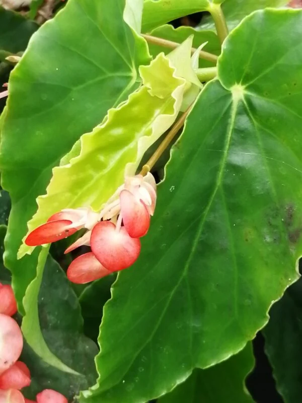 Begonia Tea Rose, pianta da interno