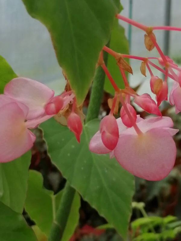 Begonia 'Vivian Hill', foto 3
