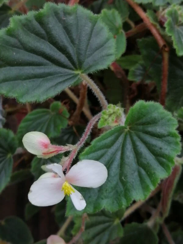Begonia 'Vivian Hill', foto 4