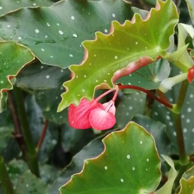 Begonia 'Vivian Hill'