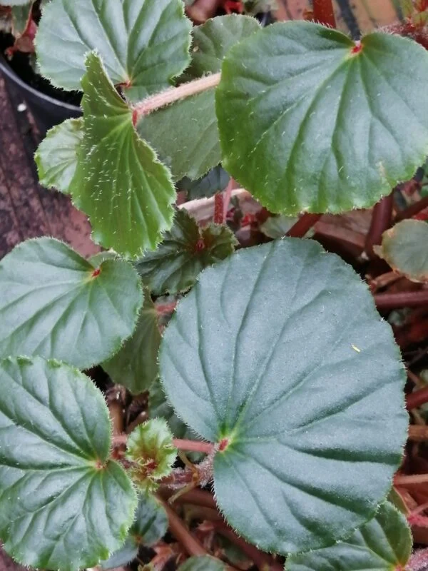 Begonia fisheri var. palustris, pianta da interno