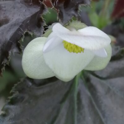 Begonia 'Concord'