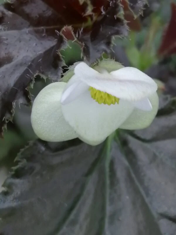 Begonia ‘Vivian Hill’, foto 6