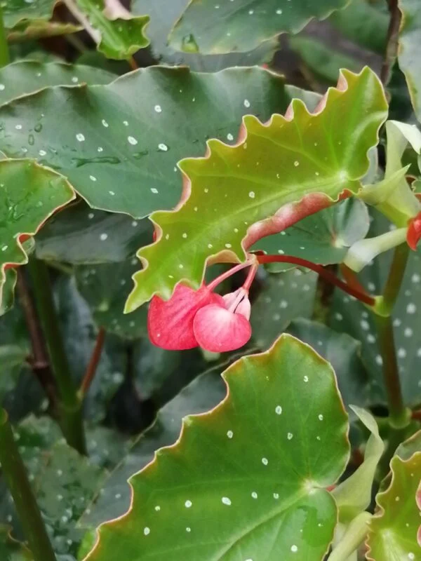 Begonia 'Vivian Hill', pianta da interno