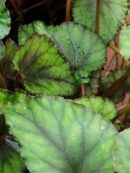 Begonia Foresta Nera