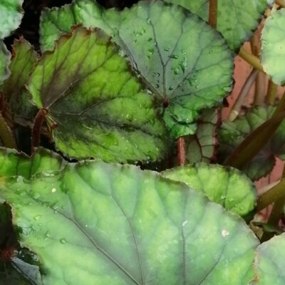 Begonia Foresta Nera