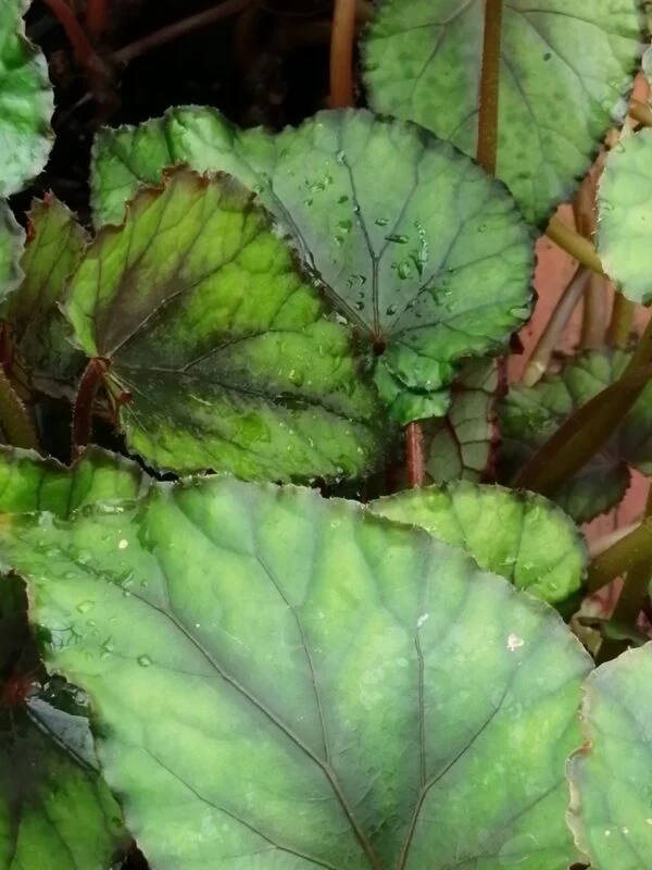 Begonia Foresta Nera, pianta da interno
