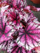 Begonia Hocking Lambada