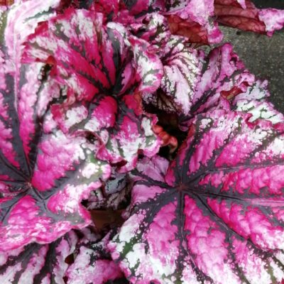 Begonia Hocking Lambada