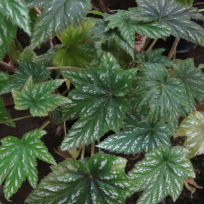 Begonia wollnyi