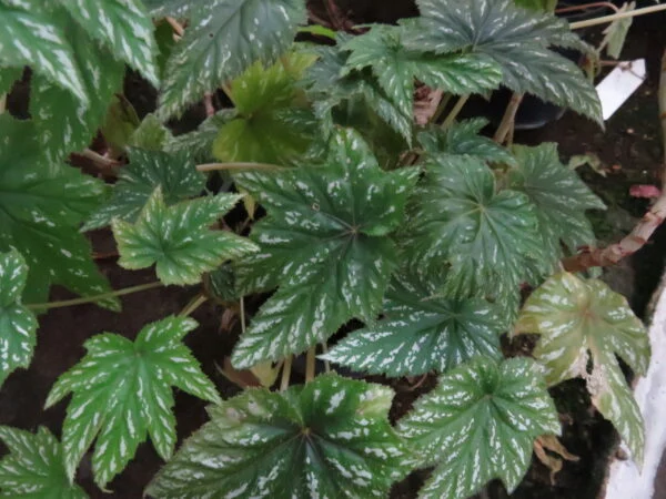 Begonia wollnyi, pianta da interno