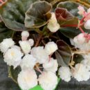 Begonia Doublet White