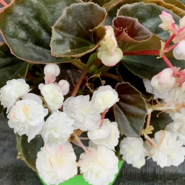 Begonia Doublet White, pianta da interno e da esterno