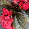 Begonia Doublet Red, pianta da interno e da esterno