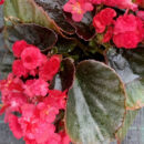 Begonia Doublet Red