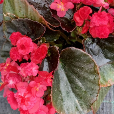 Begonia Doublet Red