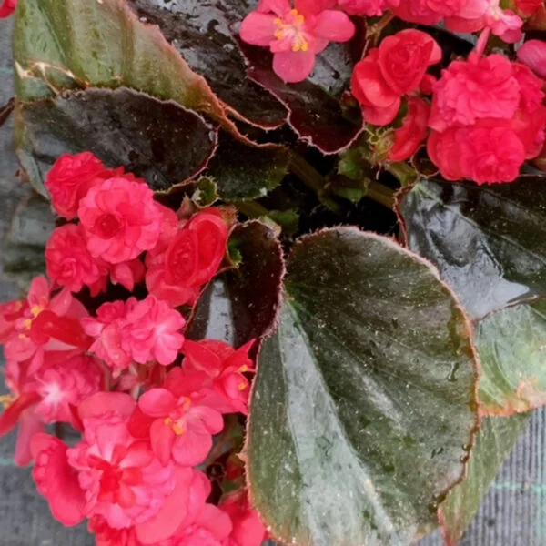 Begonia Doublet Red, pianta da interno e da esterno