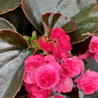 Begonia Doublet Rose
