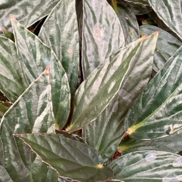 Begonia hatacoa var. rubra, U639, foto 2