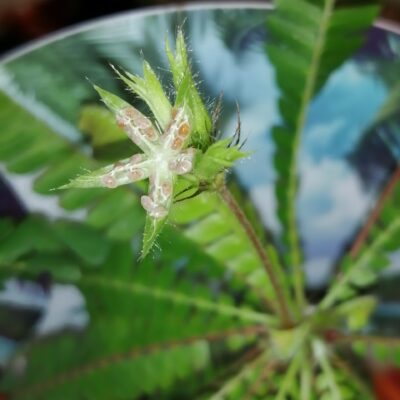 Biophytum (Oxalis) sensitivum