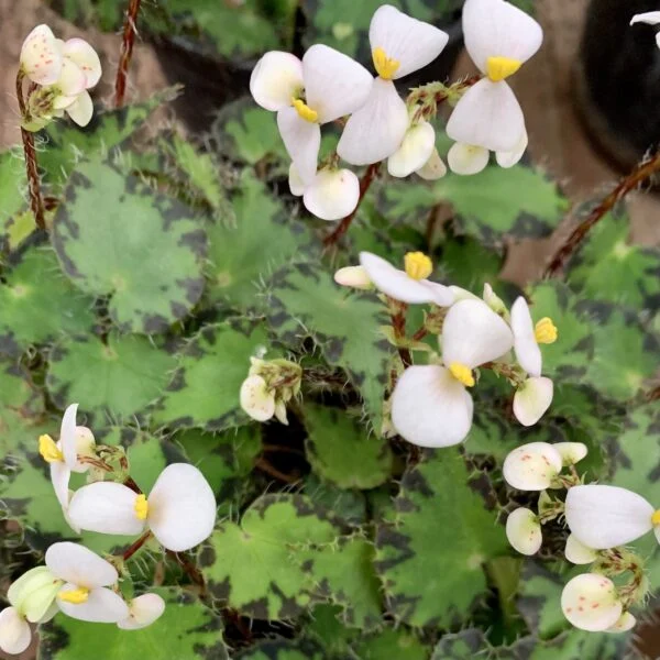 Begonia bowerae var. bowerae minor, foto 3
