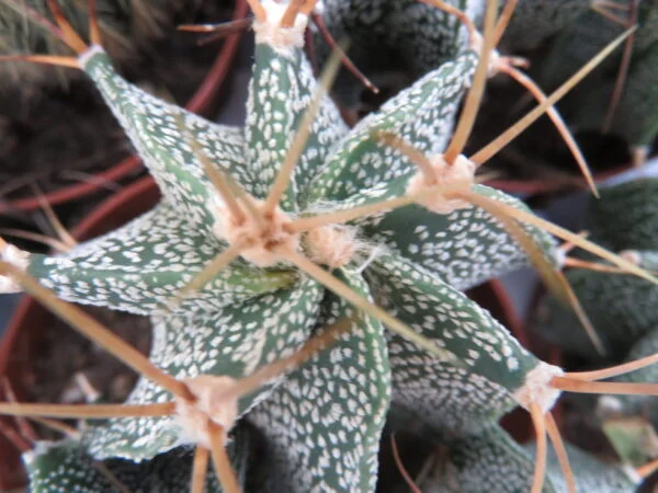 Cactus & Succulente, foto 2