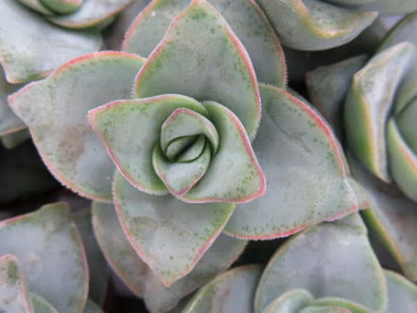 Cactus & Succulente, foto 3