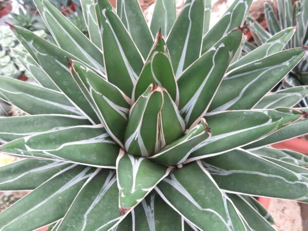 Cactus & Succulente, foto 4