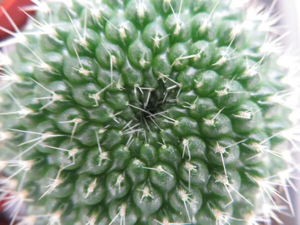 Cactus & Succulente, foto 5
