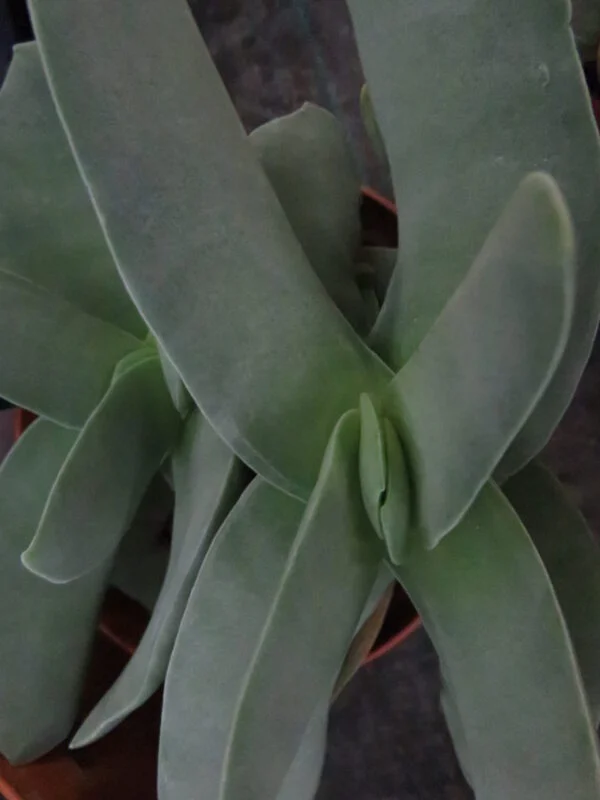 Cactus & Succulente, foto 6