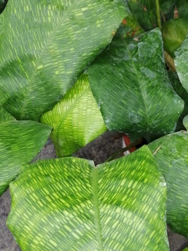 Calathea Network, the Zebra plant, foto 2