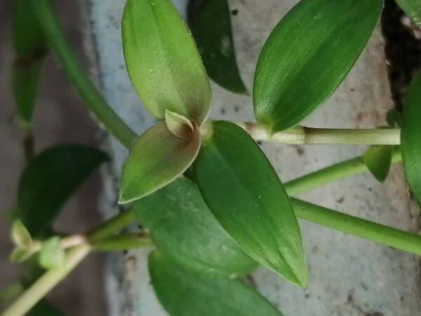 Callisia cordifolia, foto 2