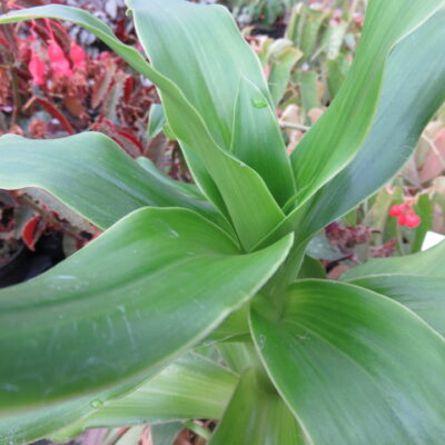 Callisia fragrans, Spironema fragrans