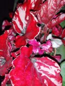 Begonia Red Bull
