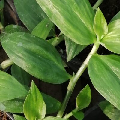 Tradescantia umbraculifera