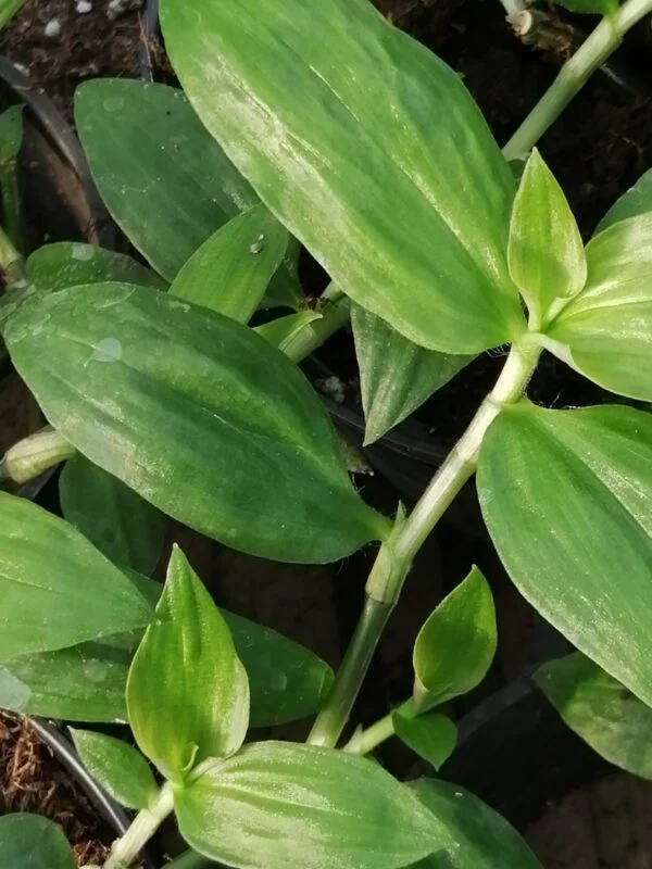 Tradescantia umbraculifera, pianta da interno