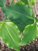 Commelina benghalensis