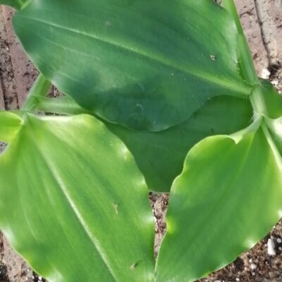 Commelina benghalensis