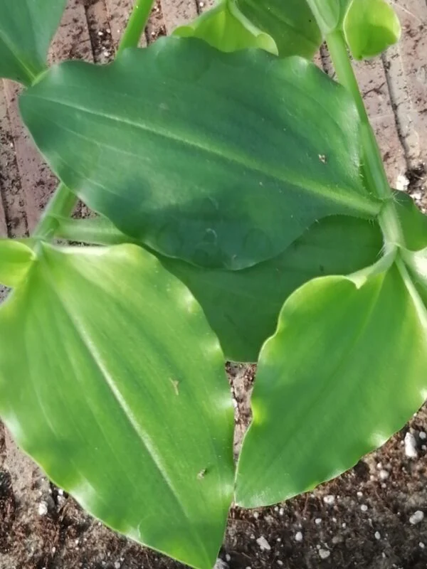 Commelina benghalensis, pianta da interno e da esterno