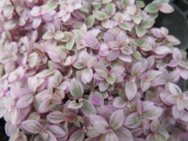 Callisia repens Rosato, Callisia Pink Panther, foto 3