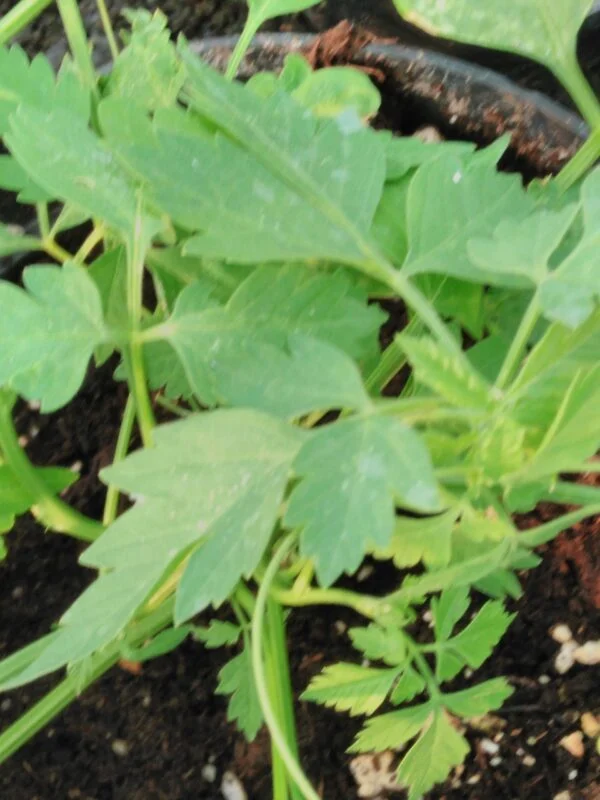 Cardiospermum halicacabum, foto 2