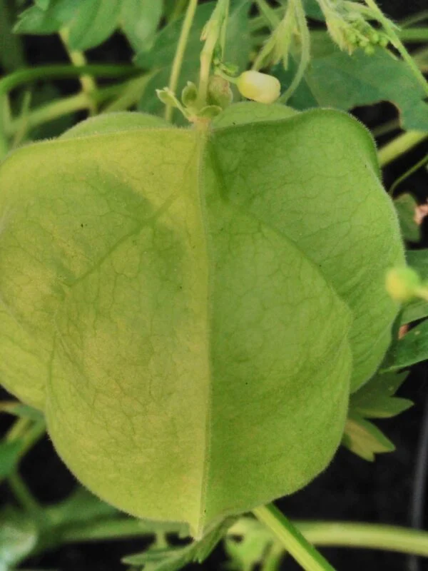 Cardiospermum halicacabum, foto 3